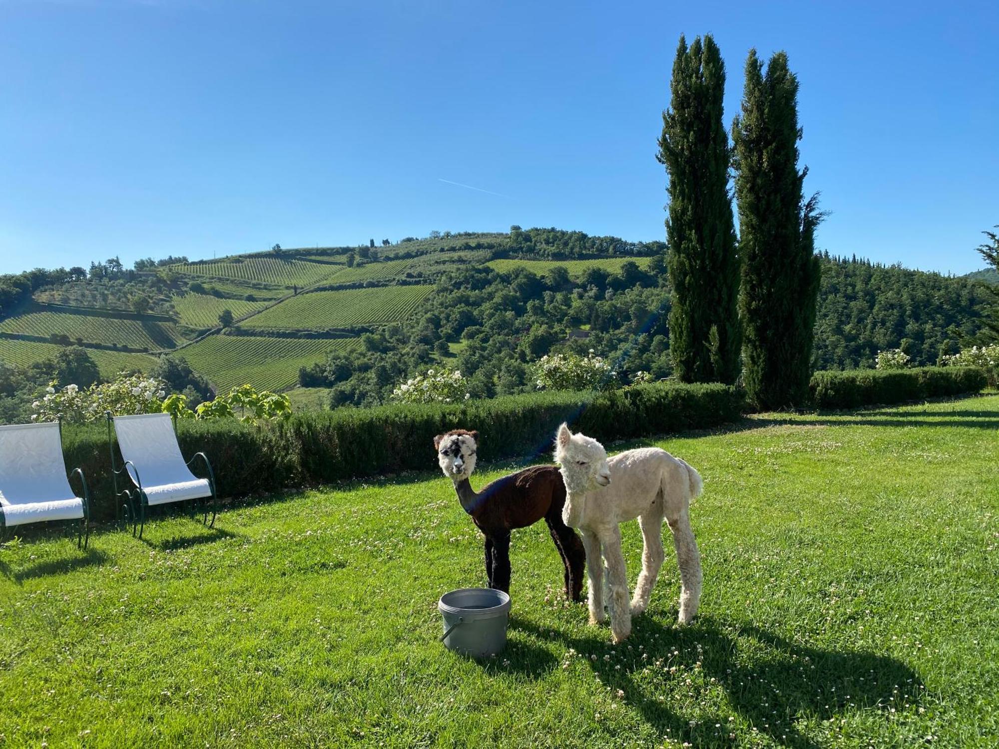 Villa Rignana Chianti Estate, Pool, Tennis,Cook Greve in Chianti Exteriér fotografie